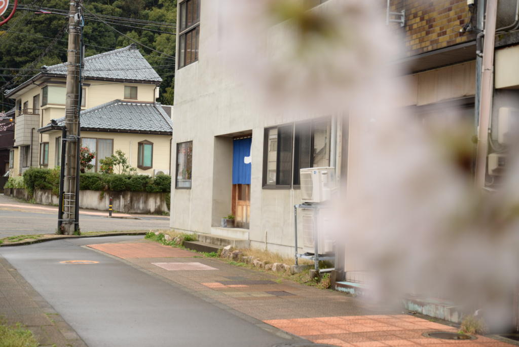 サクラが咲きました！