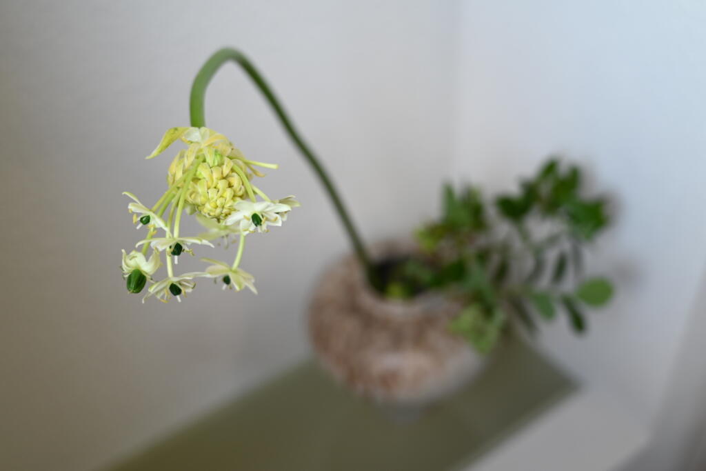 花の種類はオーニソガラム