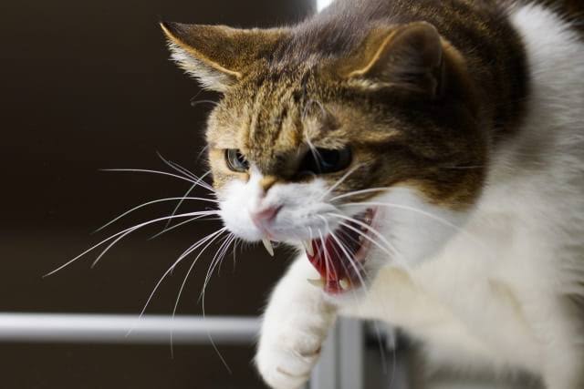 ワレ！しばくぞ！