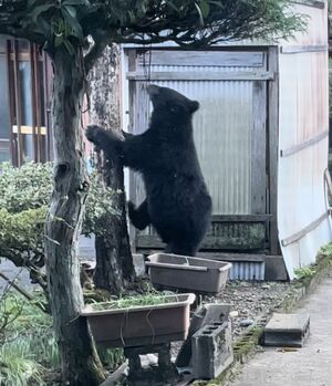 クマ出没福井県